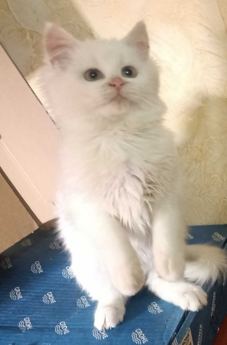 Отдам котенка в добрые руки