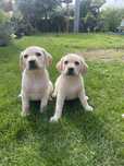 Labrador retriver-szczeniak  biszkoptowy do odbioru !