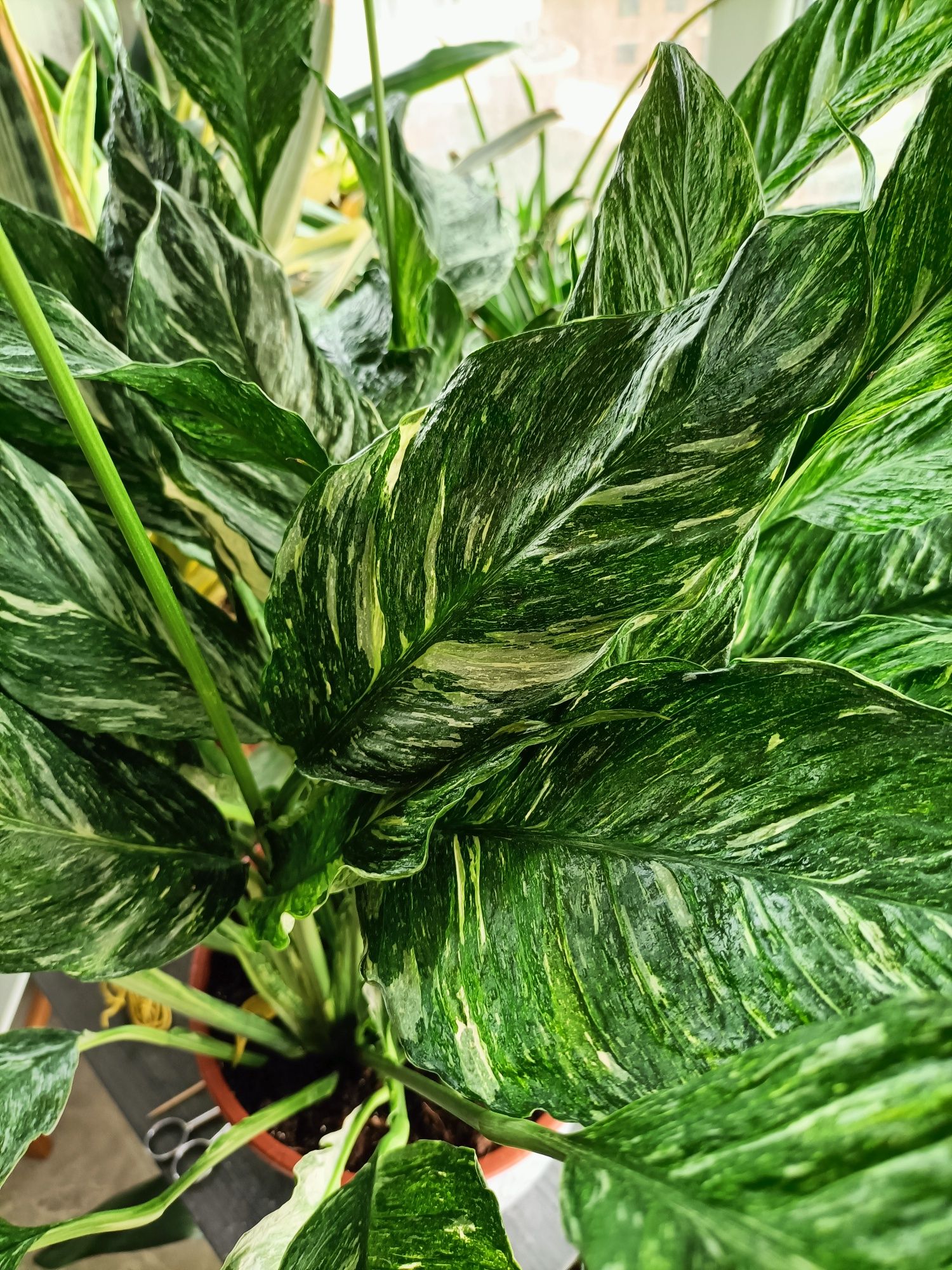 Спатіфілум spathiphyllum Diamond