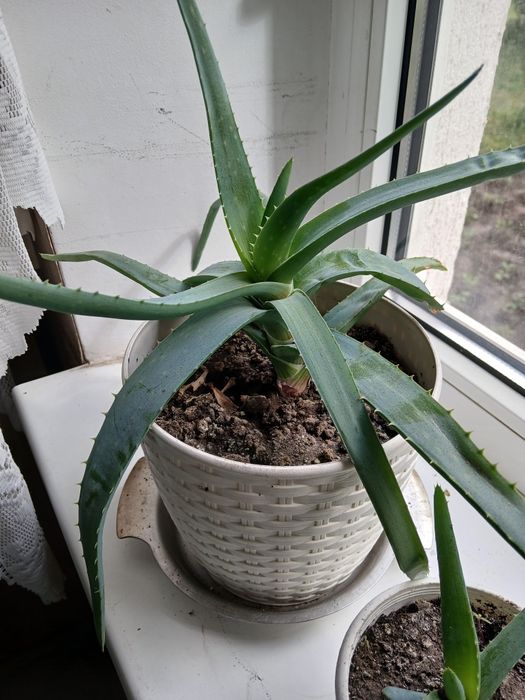 Алое лікувальний