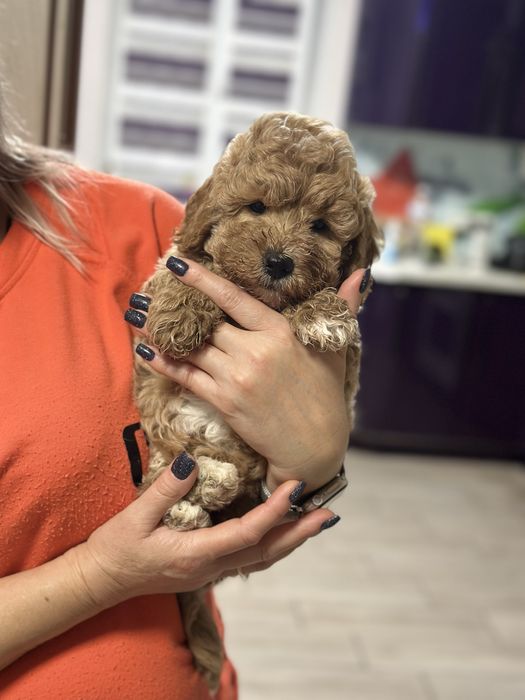 Лапуля, мальчишка 2.5 месяца