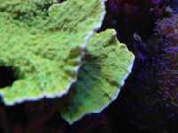 koral koralowiec sps Mntipora zielona Wawa morskie akwarium