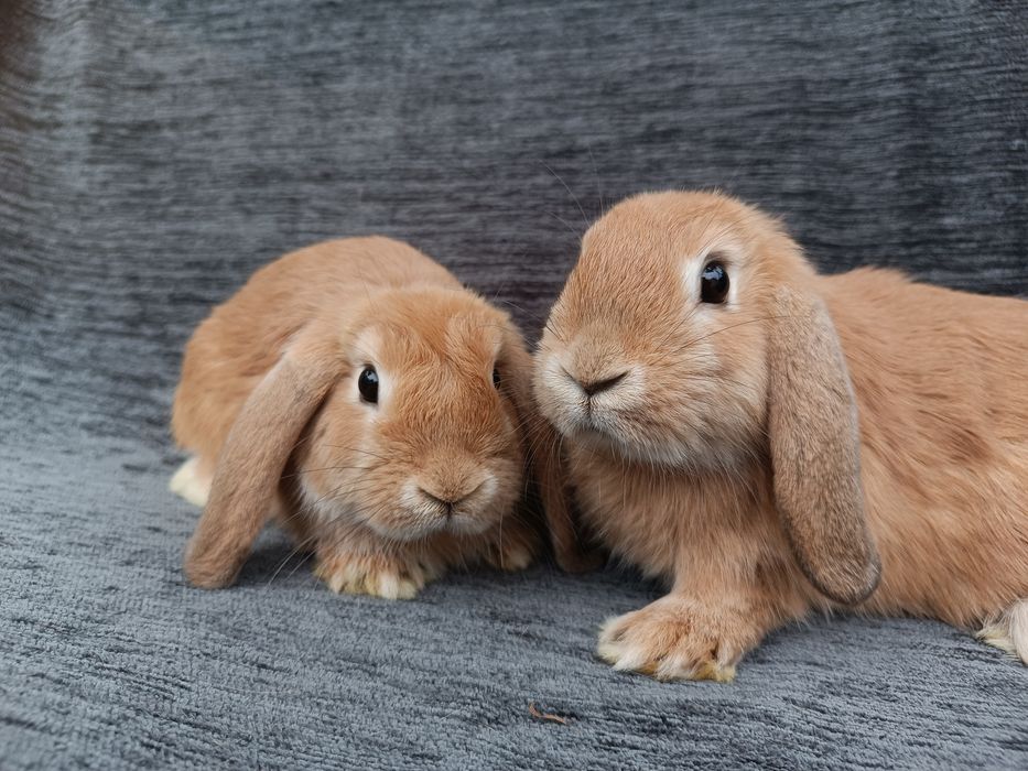 Królik króliki karzełki baranki miniaturki CENA CAŁKOWITA