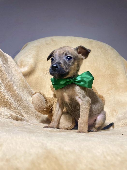 Харизматичний цуцик шукає дім