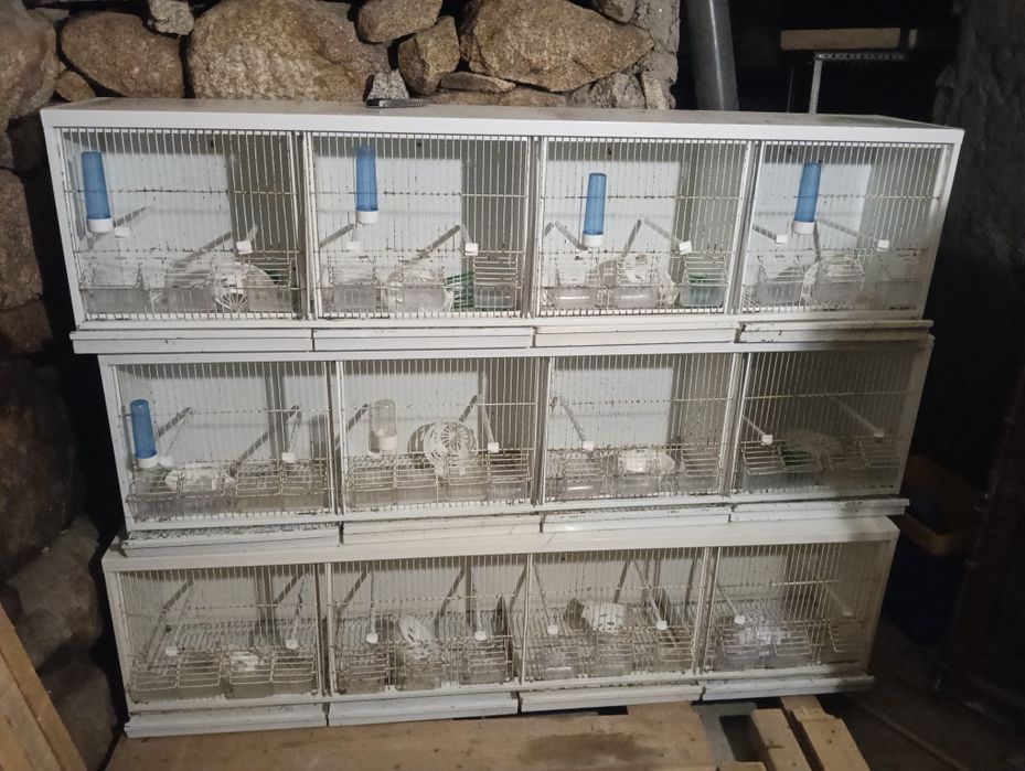 Viveiros de canários