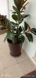 Vendo esta Belíssima planta