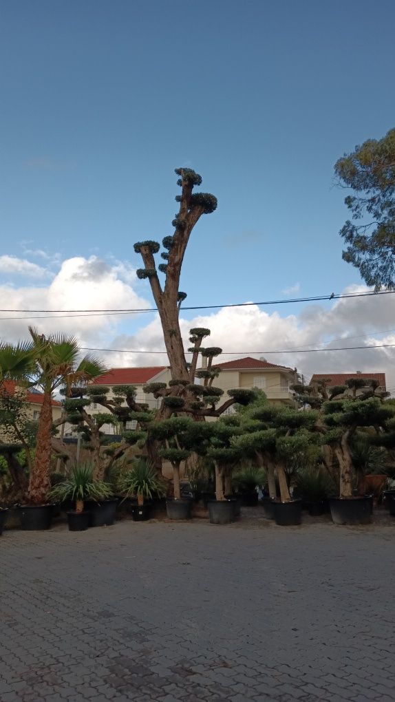 Oliveiras Bonsai