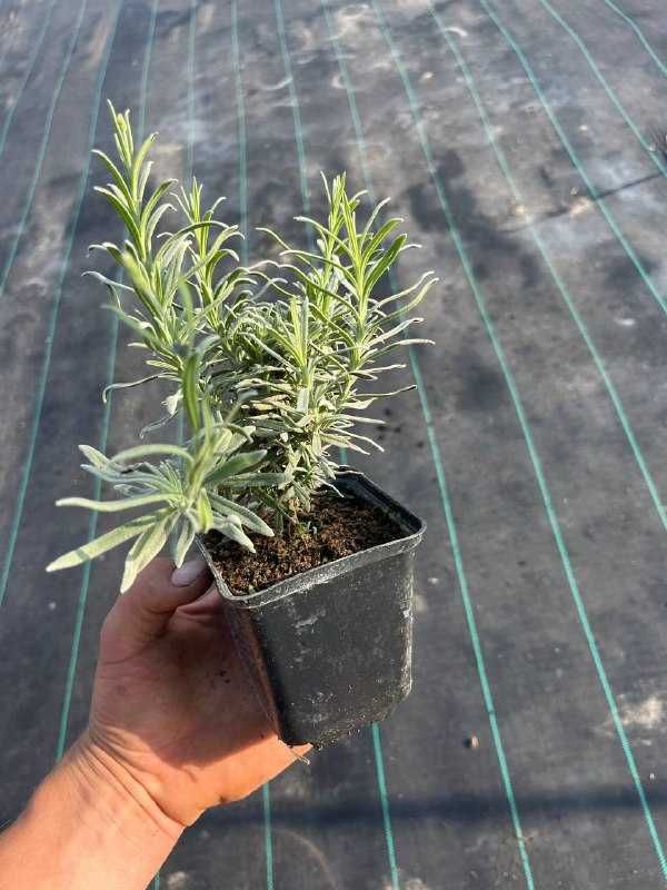 Лаванда прованс (багаторічники) ,лавандин, Lavandula.