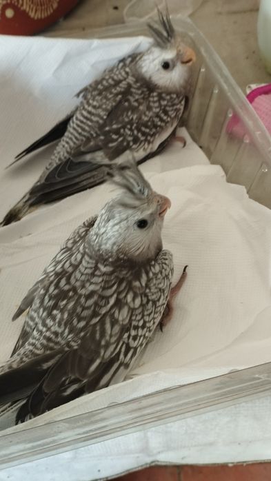 Bebés de Caturra para continuar a domesticar