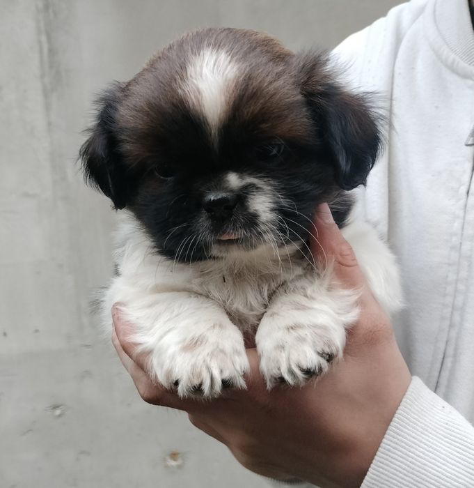 Piesek Shih Tzu.