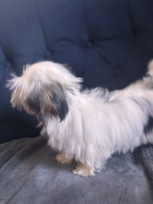 Morkie hybryda york-maltańczyk suczka