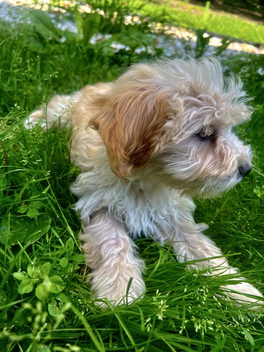 Maltipoo F1 Suczka