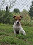 Jack Russell terrier suczka