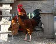 Sprzedam koguta Red barred x rosa