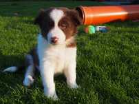 GOTOWA DO ODBIORU, Izzy, Border Collie, suczka z rodowodem