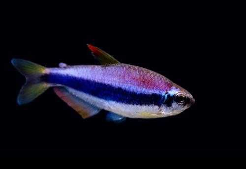 MISIEKZOO Kąsaczowate - Tetra Kerii Blue tylko 6 zł