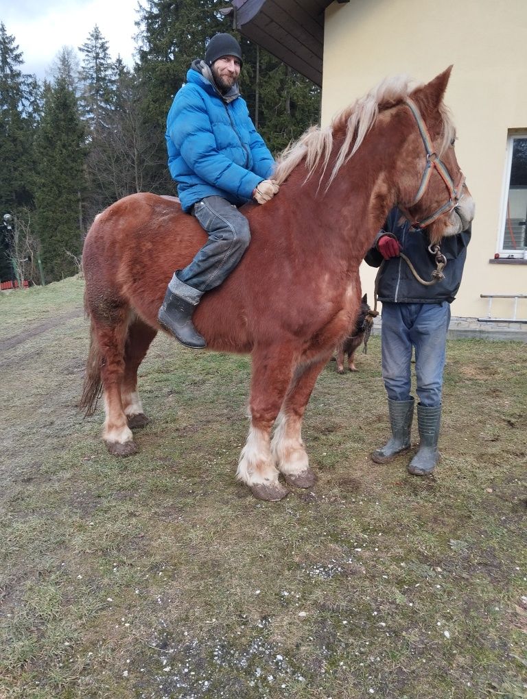 Sprzedam klacz zimnokrwistą