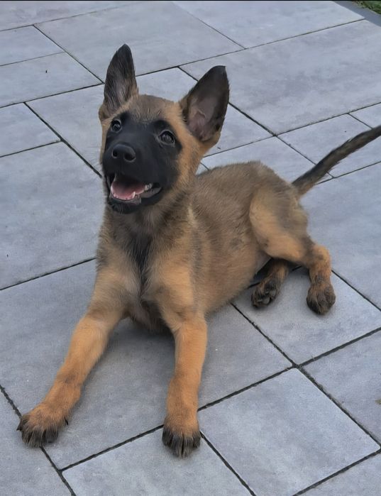 Owczarek Belgijski Malinois suczka gotowa do odbioru  12 tygodni do od