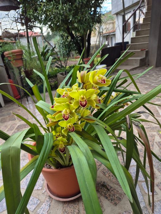 Orquídea de qualidade superior