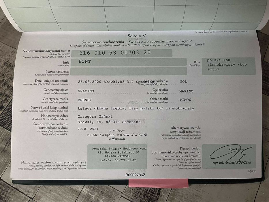 Ciemnokasztanowaty wałach w typie zimnokrwistym