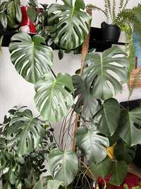 Monstera dwa pędy Ok. 170cm