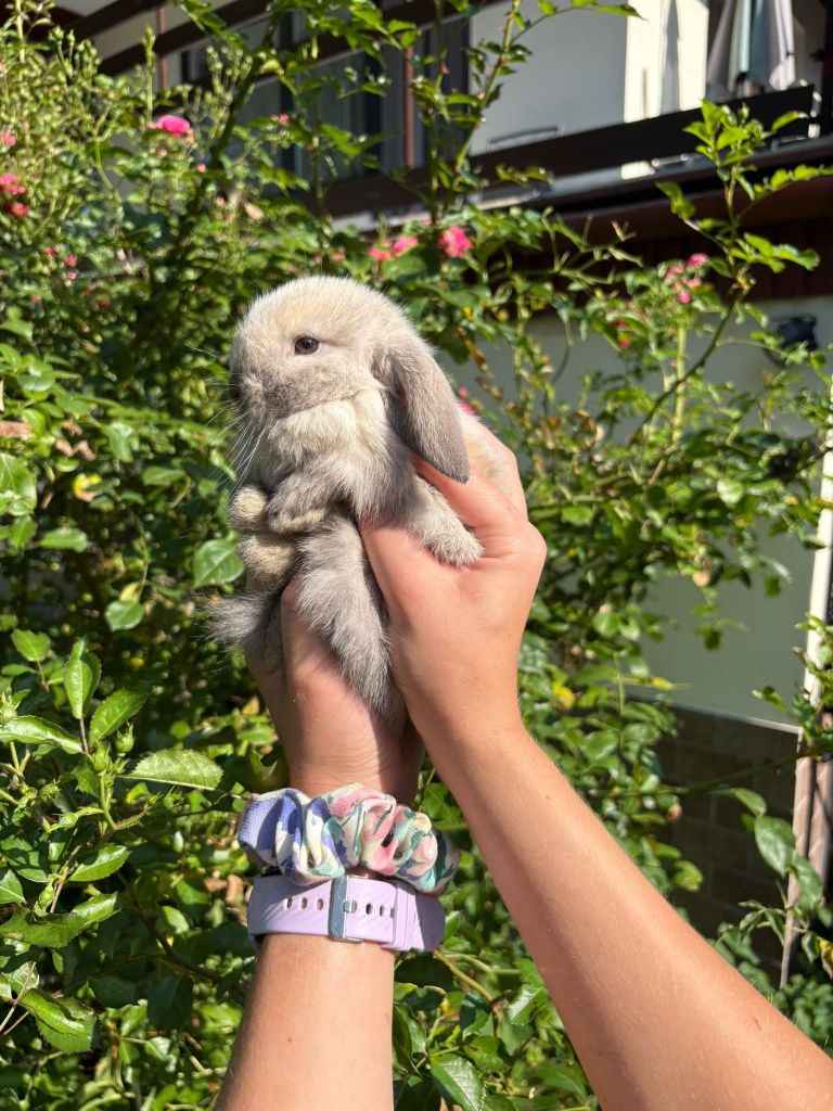 królik miniaturka baranek mini lop hodowla