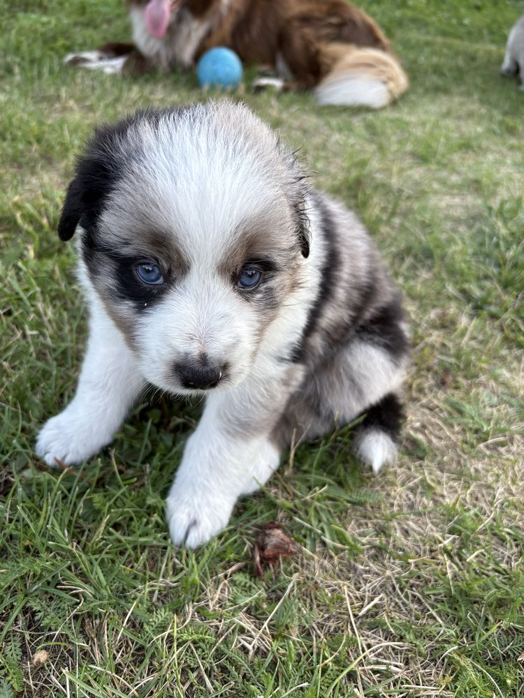 Border Collie Blue Merle suczka