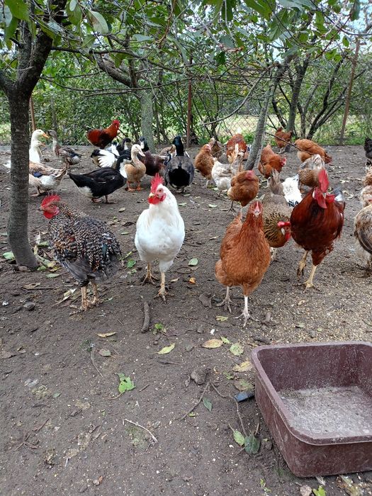 Sprzedam młode gęsi i młode kaczki