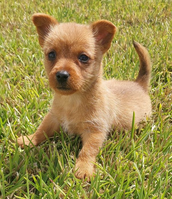 Podengo pequeno português cachorro