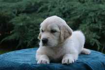 Piękny Golden Retriever gotowa do odbioru !!