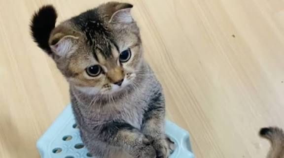 Отдам кота в добрые руки.