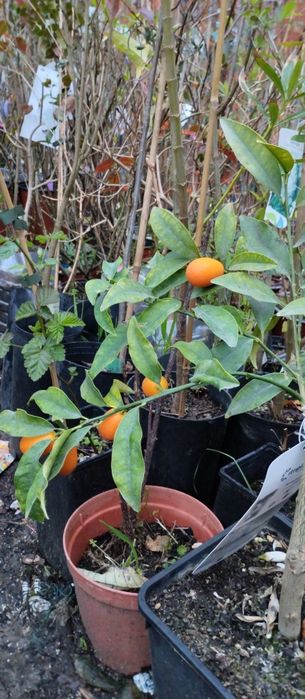 Vende-se plantas aromáticas, flores, árvores de fruto e ornamentais