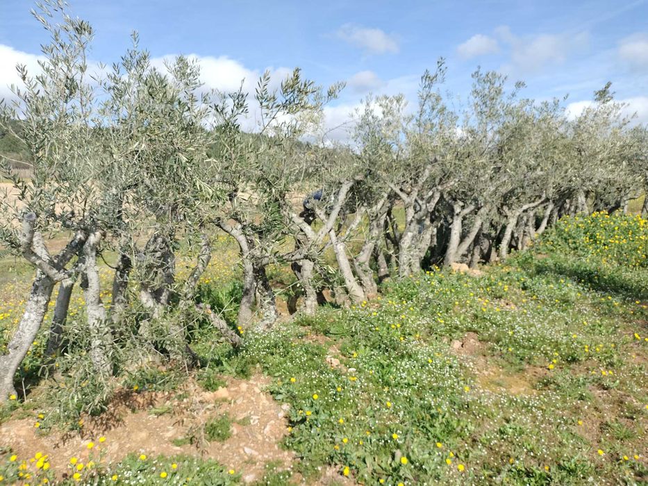 Oliveiras Negrinha de Freixo — Tesouros de 40 Anos por Apenas 45€!