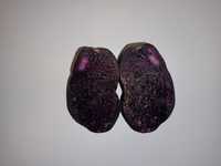 Картопля фіолетова Солоха