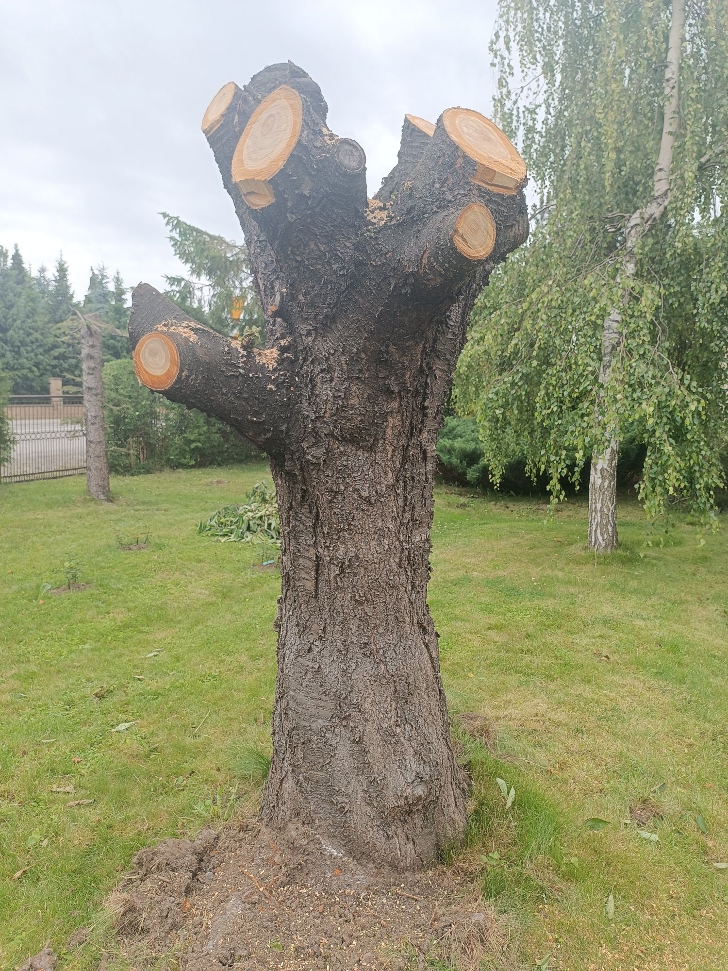 Sprzedam pień drzewa
