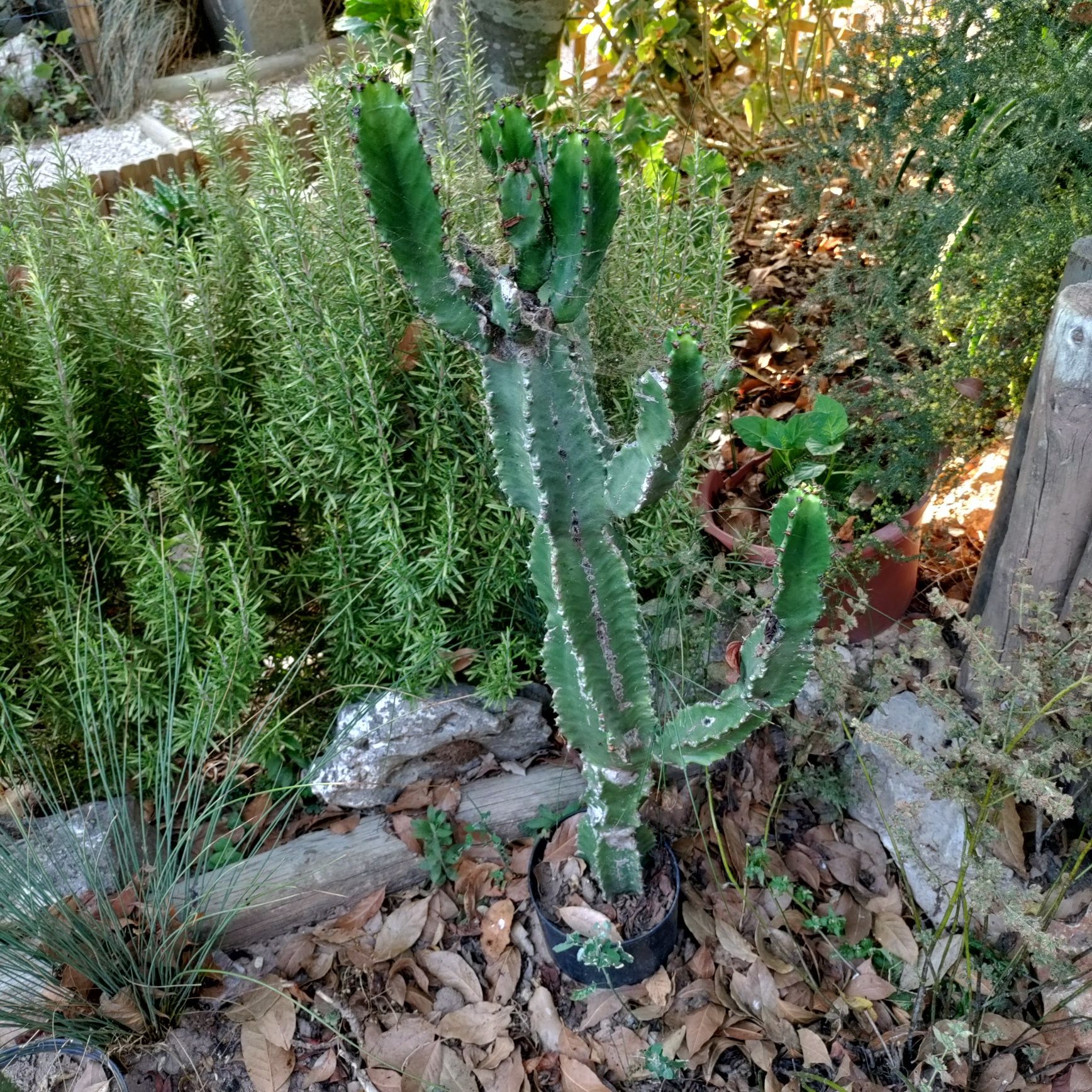 Euphorbias (cacto/suculentas)