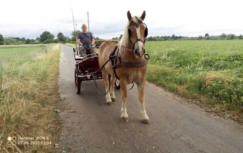 Sprzedam konie zimnokrwiste