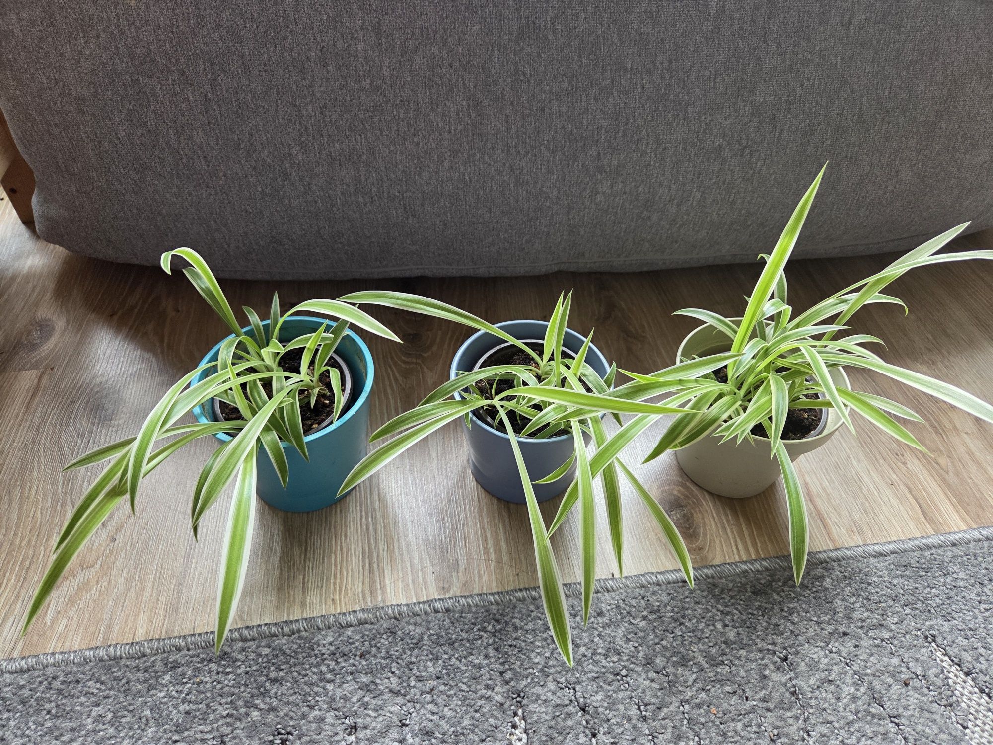 Roślinki domowe, monstera, sansevieria