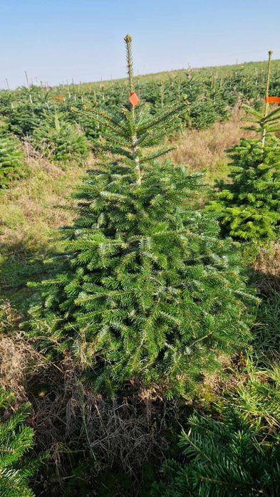 Jodła kaukaska w donicy