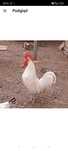 Piękny kogut - Leghorn