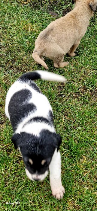 Oddam pieski za darmo