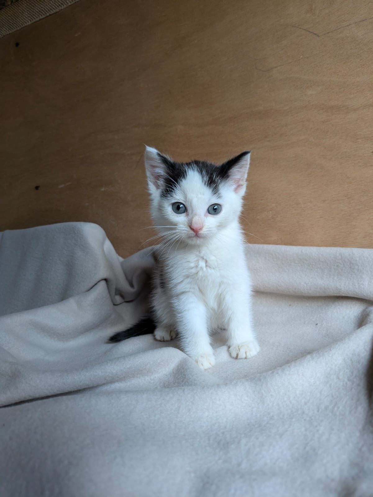 Kot kotek do adopcji