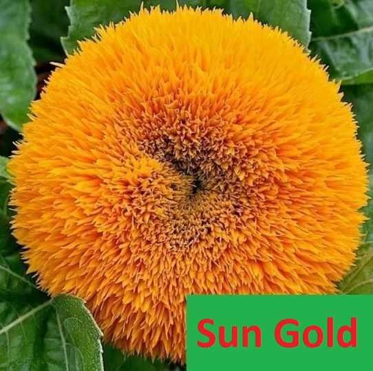 Słonecznik ozdobny kwiat cięty NASIONA Taiyo * paszport - faktura