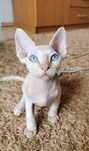 Devon rex kocurek szuka kochającego domu