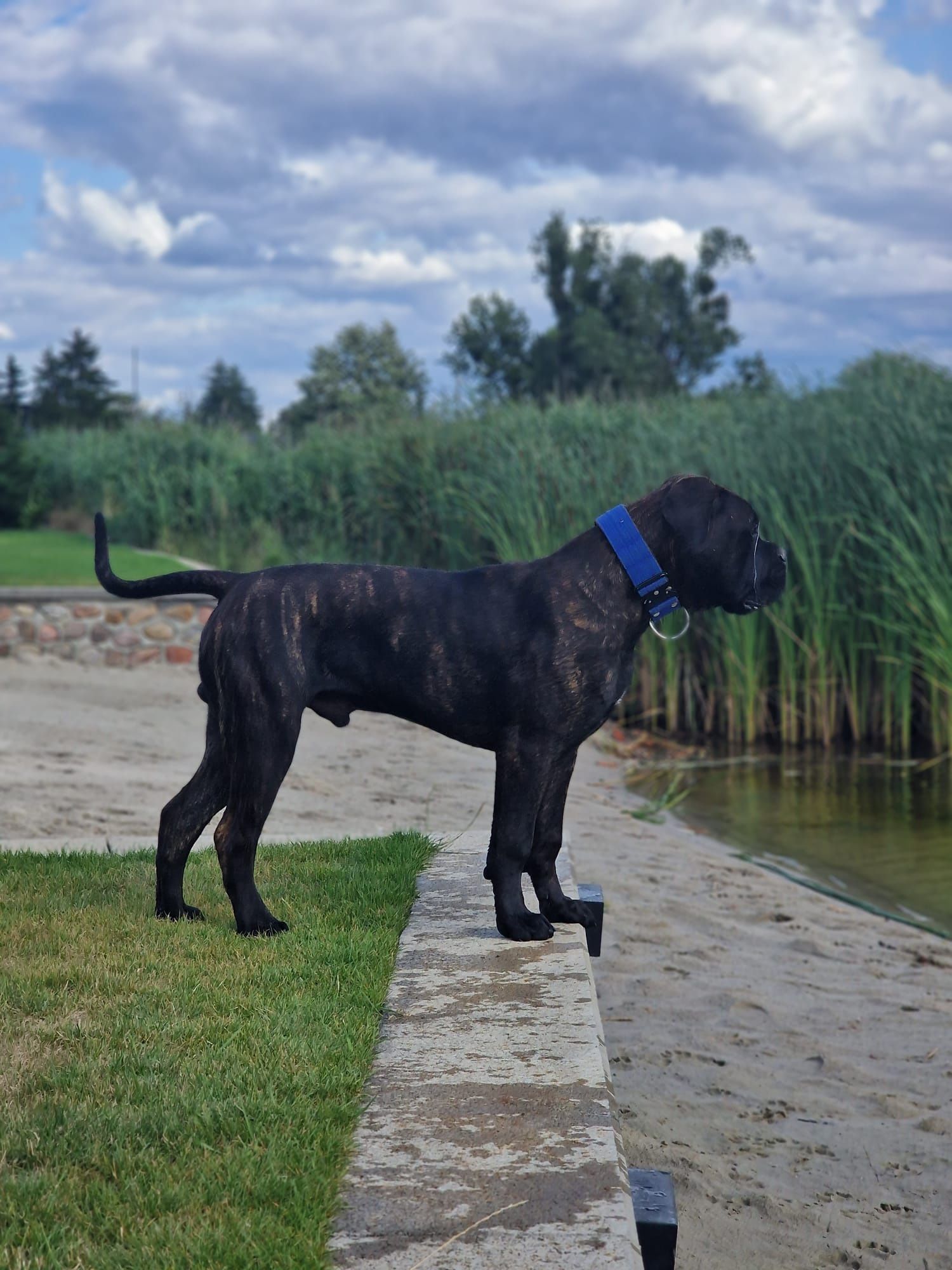 Szczenię Bullmastiff super rodowód FCI