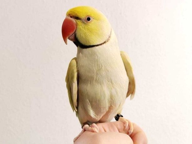 Ожереловые Попугаи: яркие краски, верные друзья