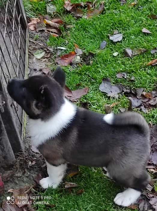 Akita Amerykanska suczki