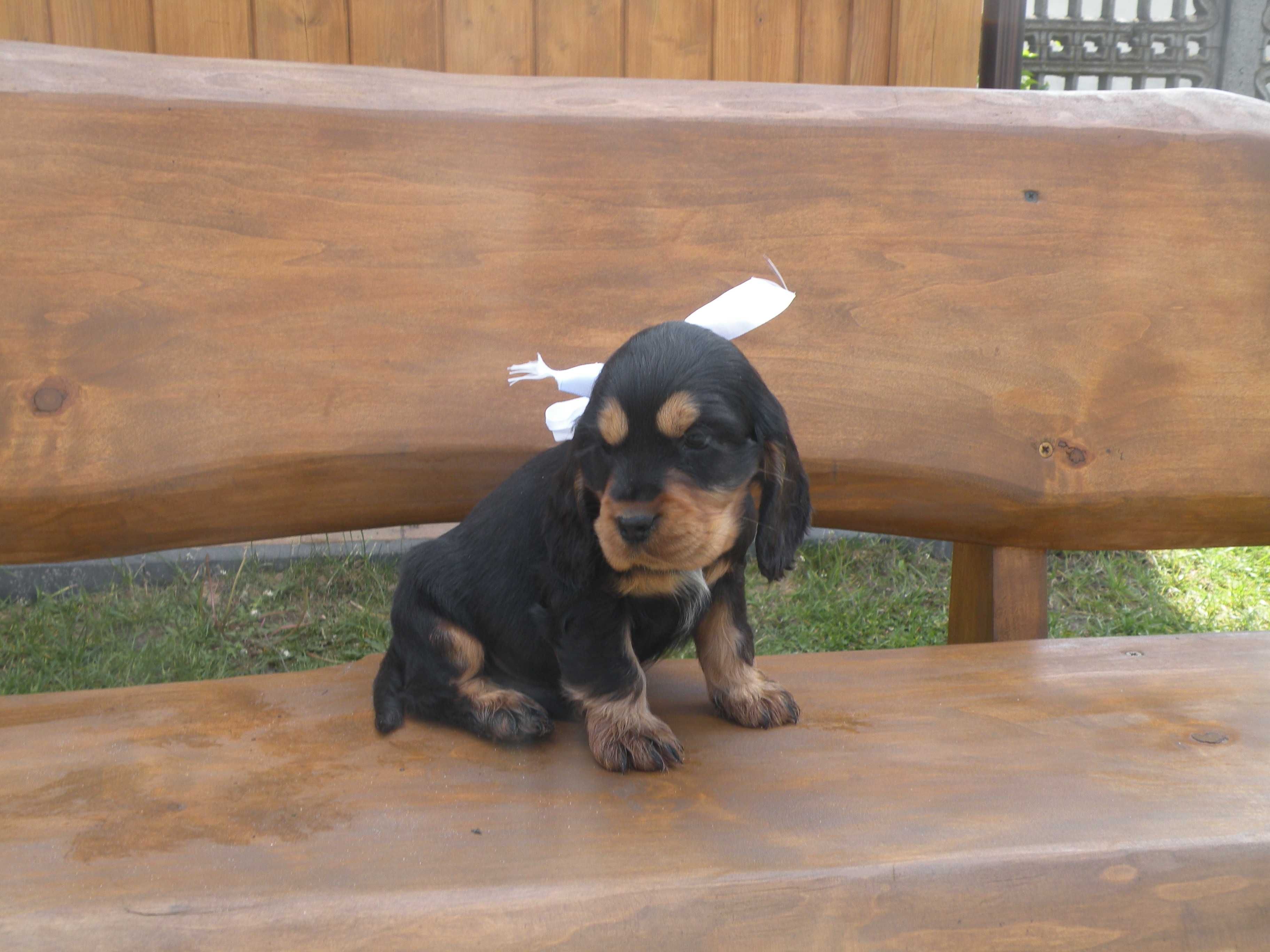 cocker spaniel angielski