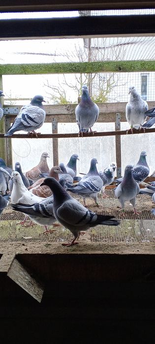 Likwidacja hodowli gołębi pocztowych