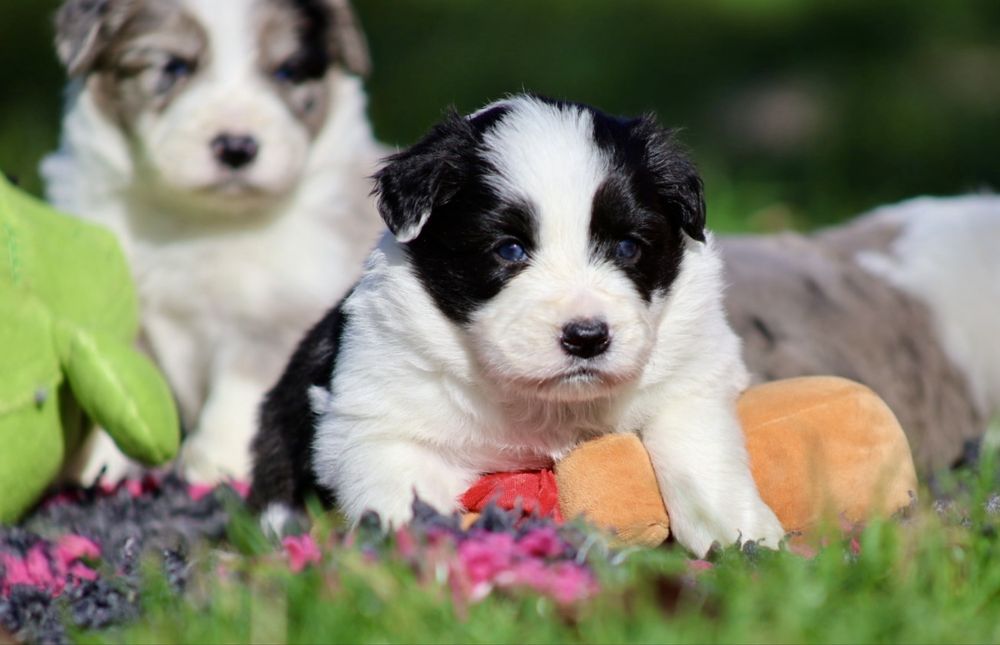 Border Collie FCI dziewczynka